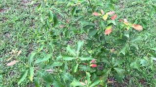 Four year Dwarf Chinkapin Oak DCO with acorns