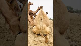 camels daily routine desert 🏜 #shorts  #shortvideo  #youtubeshorts