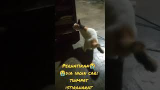 masih ingat dengan kucing ini#shorts #shortkucing #shortkucinglucu #catlovers