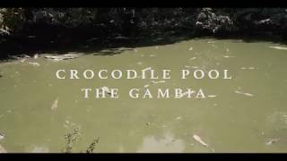 [Korean in Africa] Crocodile Pool where you can make crocodiles as your friend!