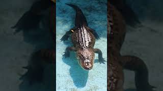 #American Alligator in the Zoo.#capemay #savewildanimals @Pramee1530