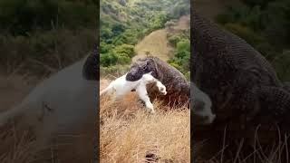 OMG🐐😱The Komodo dragon swallows the kid again#komodo #animal #wildlife #trending #viral #shorts