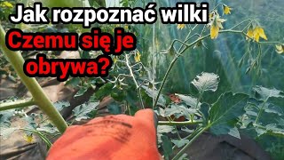 Pomidory - jak rozpoznać wilka?