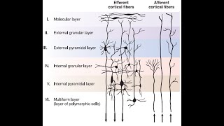 Cytoarchitecture of Cortex & Brodmann’s Areas