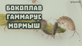 Бокоплав, он же гаммарус, он же мормыш, в аквариуме. Питательный корм или питомец. // Clever Cricket