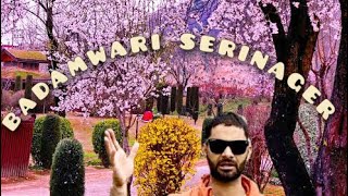 Badamwari Garden Serinager 🪴Frist march open in Kashmir  History is mention in this vedio