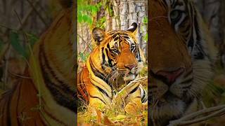 A Stunning Tiger #youtubeshorts #wildanimals #wildlife #tiger