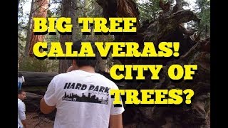 BIG TREE CALAVERAS! CITY OF TREES?