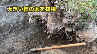 大きい樫の木を抜根した記録　DIYで筋トレ