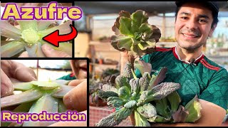 Decapito todas mis sucus. Azufre en polvo para cicatrizar. Suculentas gigantes #plantas