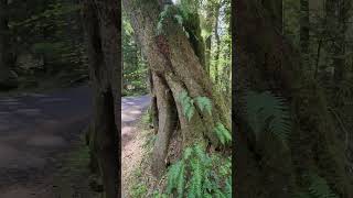 A Walk With My Sisters - Millersylvania State Park April 2024