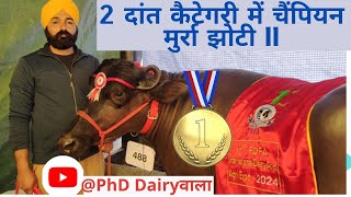 Winner 🏆🏅 2 दांत कैटेगरी मुर्रा चैंपियन II #pdfa 2024