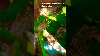 best technique of okra farming #treanding #viralvideo #agriculture #natureloveres #shortvideo