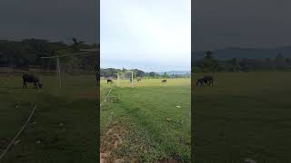 Kerbau lapangan bola #nature #suasanayangenakdirasakan #videoshort #travel #shorts #short