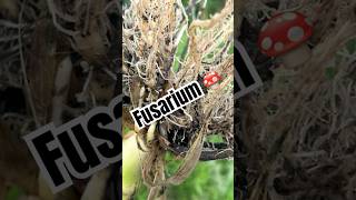 DETECCION DE FUSARIUM EN MAIZ 🌽 #agriculture