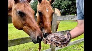 Introducing the Horses to a Ball Python!