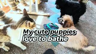 My cute philippine puppies love to bathe