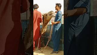 Both the camel and the owner criedفبكى الجمل وصاحبه #