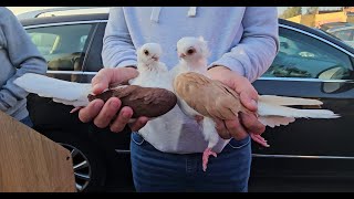 JEDLIŃSK Gołębie pigeons targ Andrzej W. 22.09.2024 cz.4/4💥Gołębie jasne i wyszwance Andrzeja Radom💥