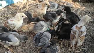 தூய நாட்டுக்கோழி குஞ்சுகள் - 20 days old - Pure Country Chicken Farm