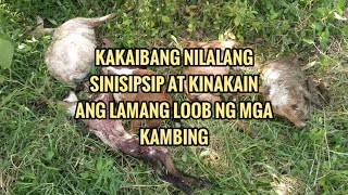 MISTERYOSONG NILALANG PUMAPATAY NG MGA KAMBING l BAMPIRA SA GUBAT