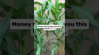 Money will locate you!Type AMEN to affirm. #greenpasturedaily