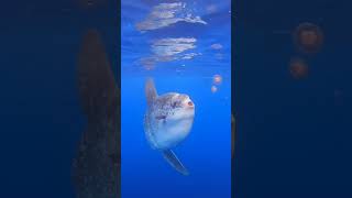 क्या Nature ने इसके साथ सही किया amazing facts about sunfish #shorts