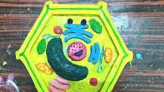 plant cell model