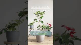 【とにかく育てやすい】初心者におすすめの植物3選 #観葉植物のある暮らし #インテリアグリーン #plants #green