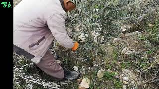 Zeytin Fidanı İlk Budama, Şekillendirme Budaması nasıl yapılır?