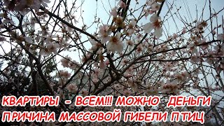 АНАПА 20.03.2021 КВАРТИРЫ ВСЕМ#ПРИЧИНА МАССОВОЙ ГИБЕЛИ ПТИЦ