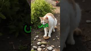 احذر من هذه القطة إذا اقتربت منك فقد تلقينا النبي منها! 😱✨