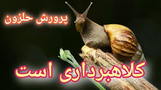 پرورش حلزون , آموزش حلزون , پرورش حلزون در منزل