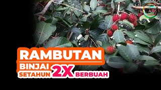 Panen Rambutan dipekarangan rumah | Rambutan binjai manisnya bikin nagih