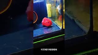 #kuaishoumengpettiantuan #rubyfish #tropical fish ornamental fish Are these two fish unusually