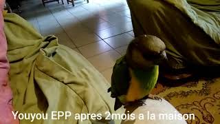 Comment apprivoiser un perroquet youyou du Sénégal élevé par les parents EPP ( 7EM étape )