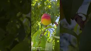 🍒🍑🍎Чарівний фруктовий сад своїми руками🍎🍐🍊