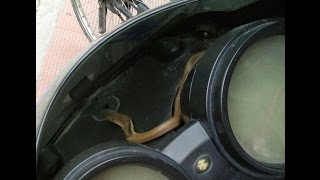 World small king Cobra Snake in the bike. ...