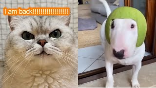 Try Not To Laugh While Watching Funny Animals Compilation (2021) #15