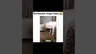 ПРИКОЛ. БОЛЬШАЯ ПОДСТАВА #shorts #funny #trending #приколы #юмор #ржака #смех #2023 #new