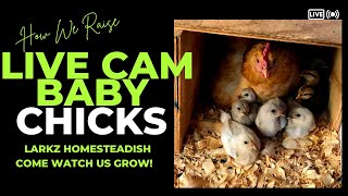 Live Cam Baby Cochin Chicks - Day 52 Only a few days left of streaming.