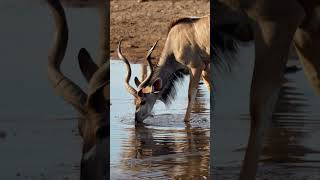 Springboks and Kudu at Etosha National Park, Namibia.