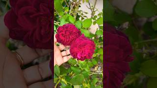 #shorts #shortvideo #shortsviral #davidaustinroses #englishrose #climbingrose