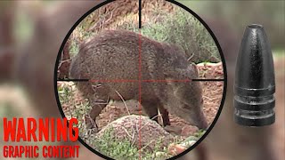 Guided Airgun Hunt for Javelina in Arizona