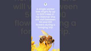 Fun Facts About Bees #shorts #funfacts #beefacts #bees #naturefacts #teacherresources #insects