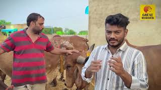 100 गीर गायींचा फार्म | 90 रुपये दुध विक्री | पहा संपुर्ण संगोपन माहिती | Gir Cow Dairy Farming