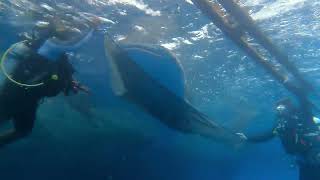 2022-09 Cenderawasih Whale Shark Rescue