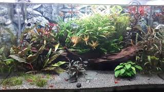 Aqua-Tropica - BLAU aquaristic 80l Aquascaping Weißglas Aquarium