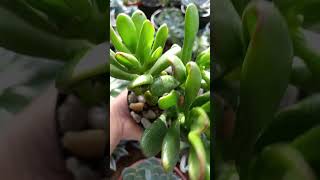 Orelha De Fiona (Crassula Ovata Hobbit)