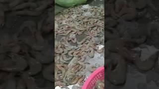 Redleg prawn/shrimp fresh na fresh🥰🥰🙏🙏 #subscribe #fishing #viralvideo @jonathansascvlog